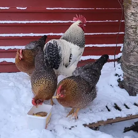 Lyngen 5-beds With Dryingroom And Sauna-rental Apartament Oksvik